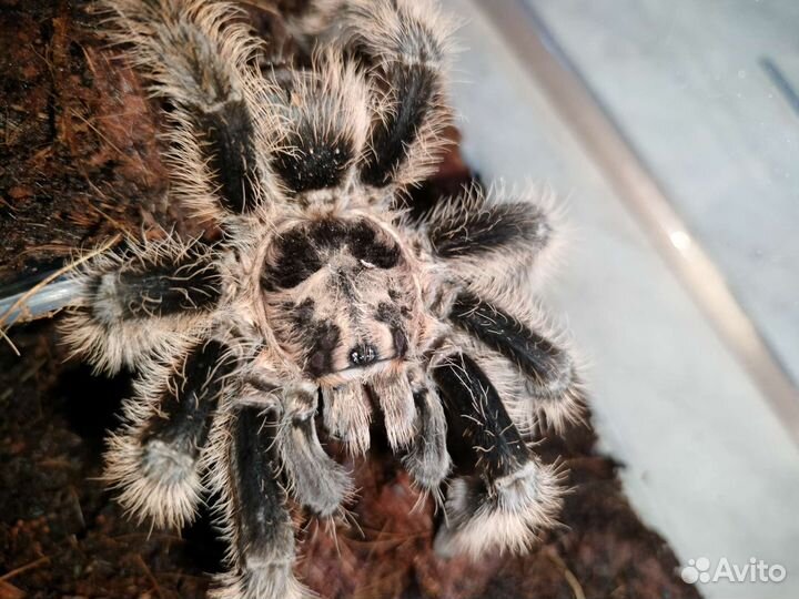 Паук птицеед
