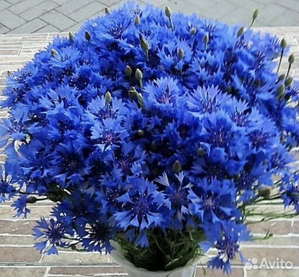 Васильки цветы букет