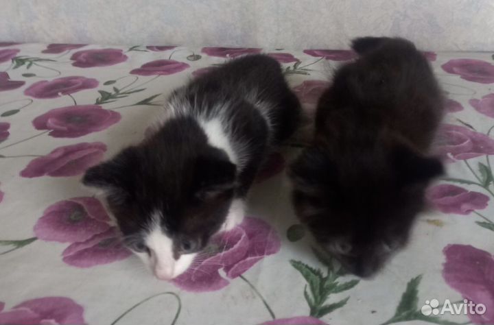 Котёнок бобтейл
