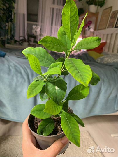 Гардения жасминовидная