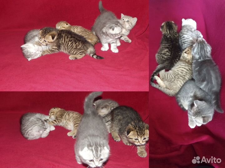 Шотландские котята