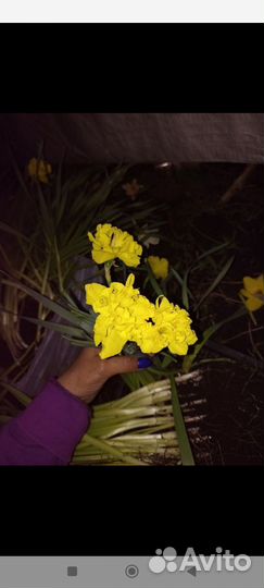 Луковицы нарциссов