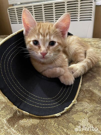 Возьмите пушистого друга домой