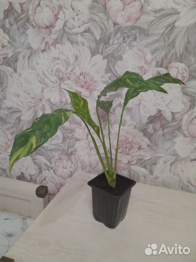 Комнатные цветы