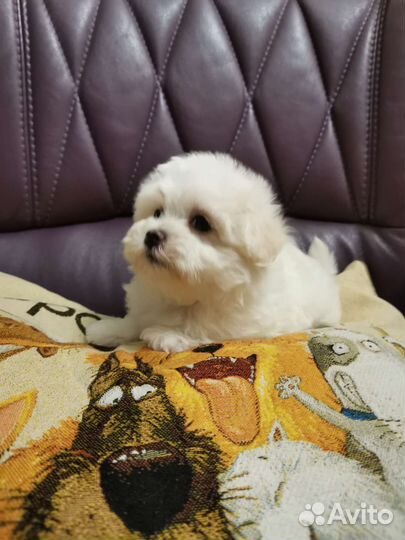 Щенки мальтипу