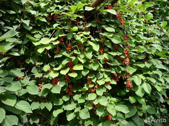 Лимонник китайский (саженцы)