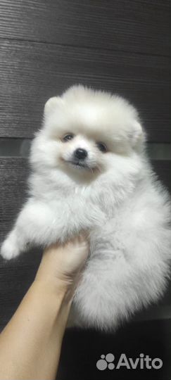 Щенки померанского шпица