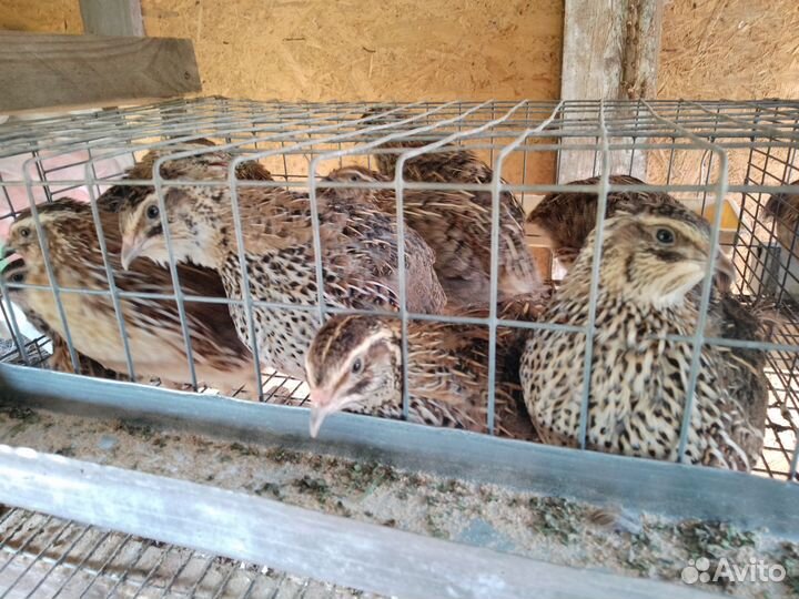 Яйца перепелиные домашние