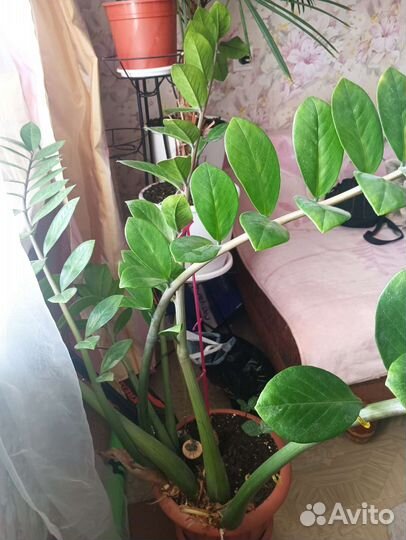 Замиокулькас