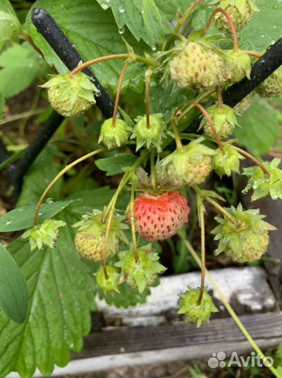 Взрослый куст финской клубники
