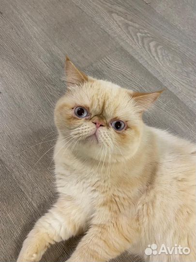 Экзотический кот вязка