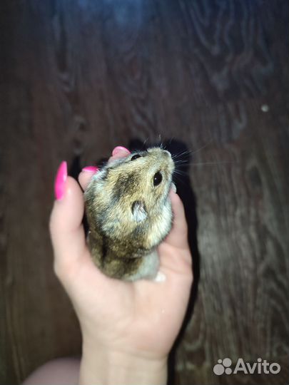 Клетка с хомяком