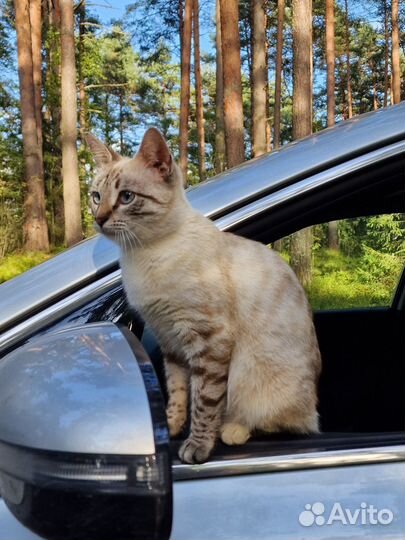 Молодая ласковая кошка