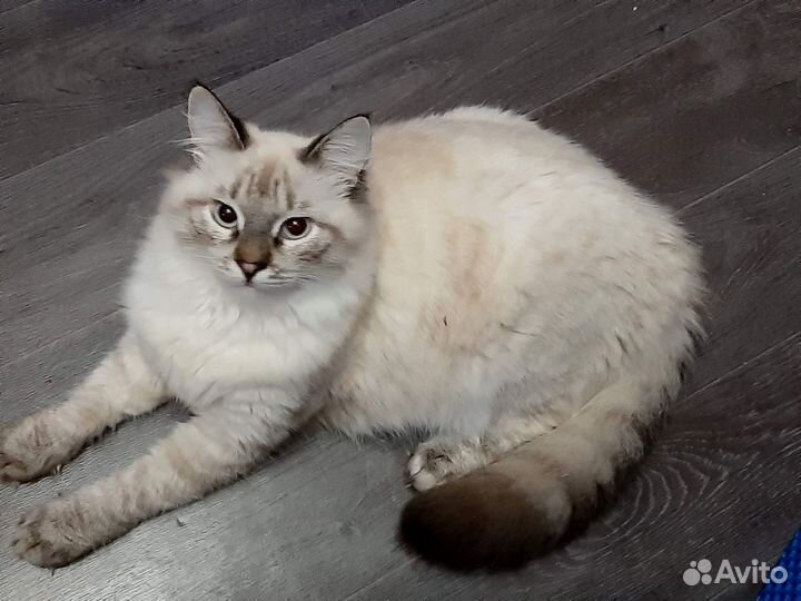 Котик- подросток