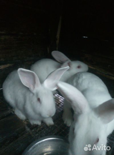 Кролик белый панон