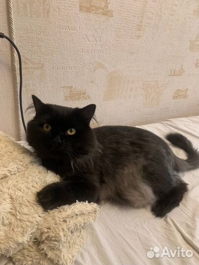 Кот в добрые руки