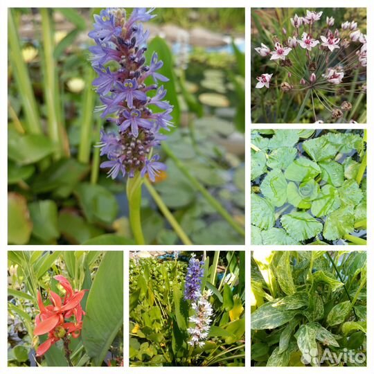 Растения для пруда. Нимфеи. Водный гиацинт