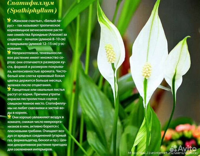 Комнатные цветы антуриум