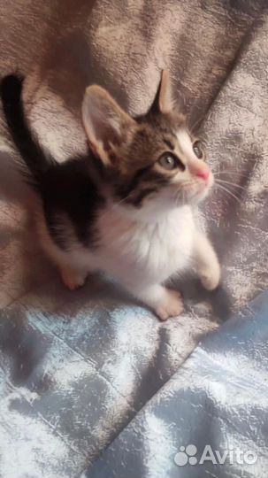 Озорной котенок егоза в добрые руки