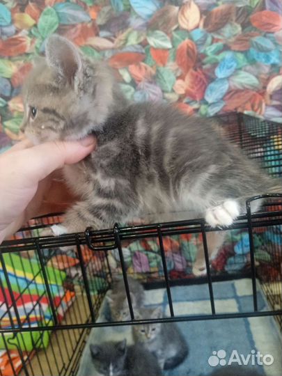 Кошка