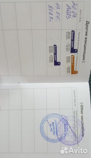 Немецкий белый шпиц