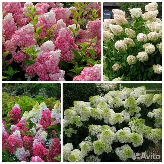 Саженцы декоративных растений