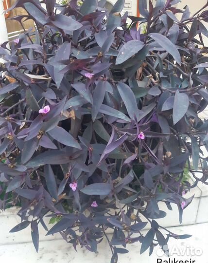 Традесканция фиолетовая