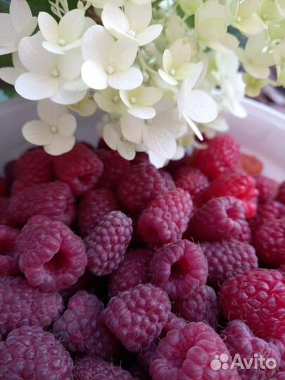 Ягоды малины