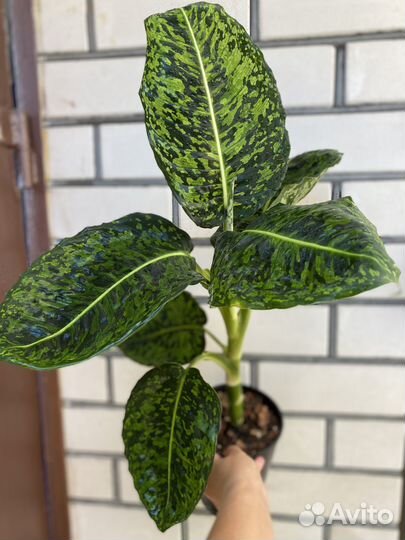 Дифенбахия Рефлектор