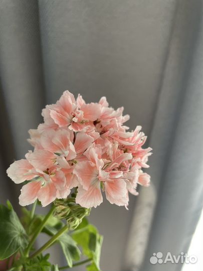 Пеларгония герань Тюльпановидная