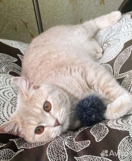 Кот британец