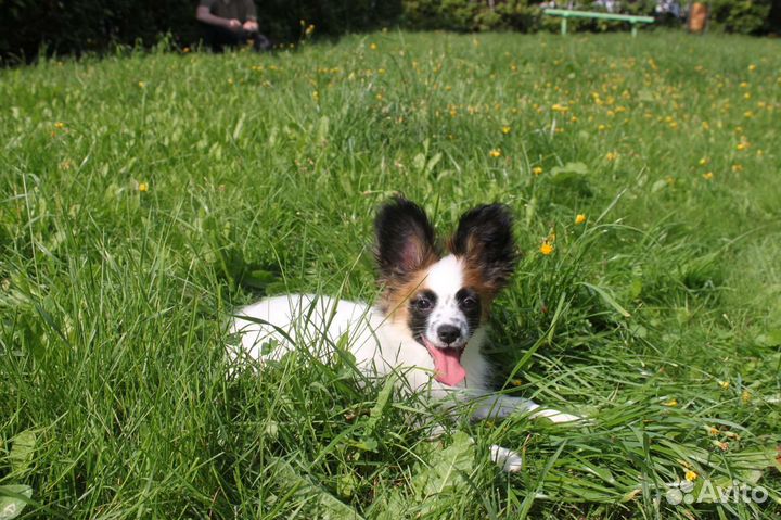 Рыжая красотка