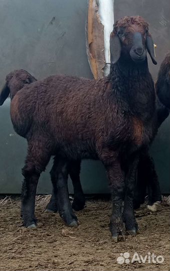 Овцы бараны ягнята