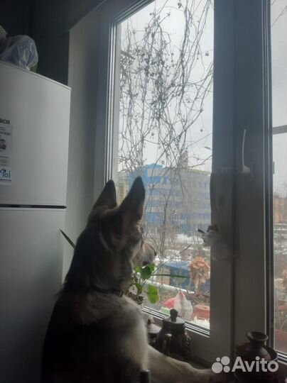 Собака Лея в добрые руки