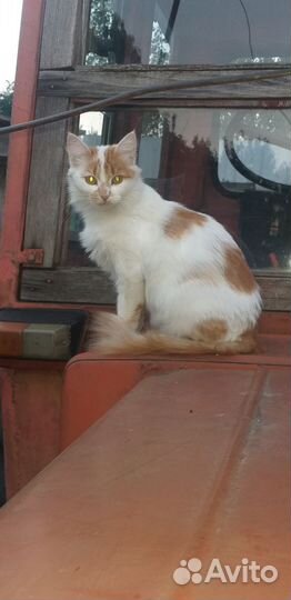 Бронируйте пушистиков