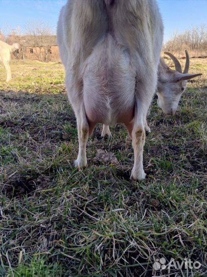 Козлята Козы Козёл