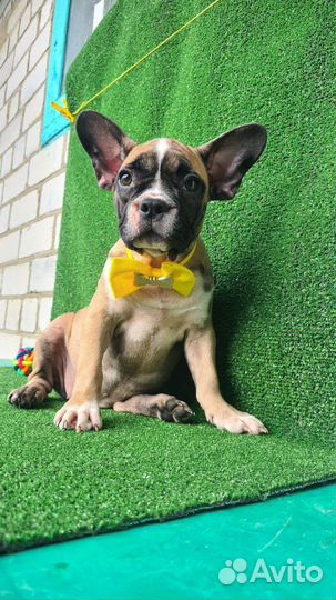 Собаки щенки