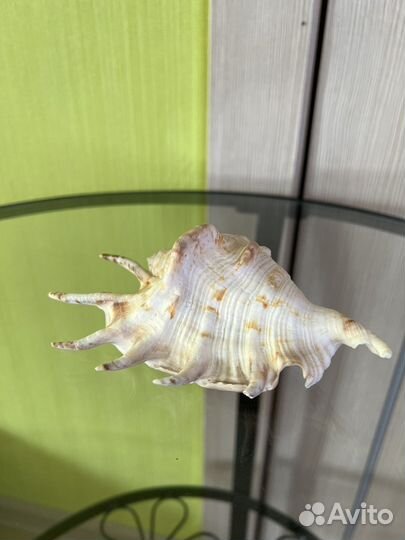 Ракушки раковины