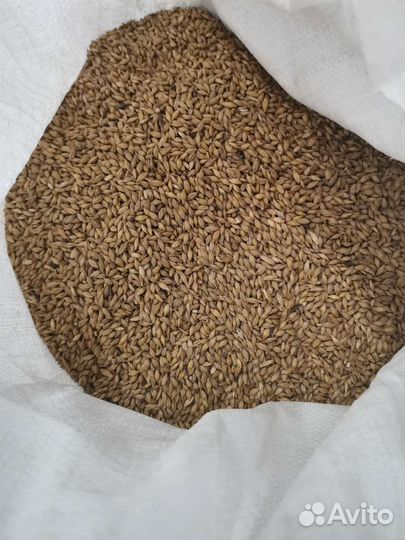 Овес ячмень пшеница просо пшено горох и т.д