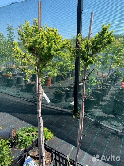 Лиственница