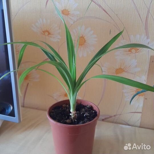 Панданус вейнча