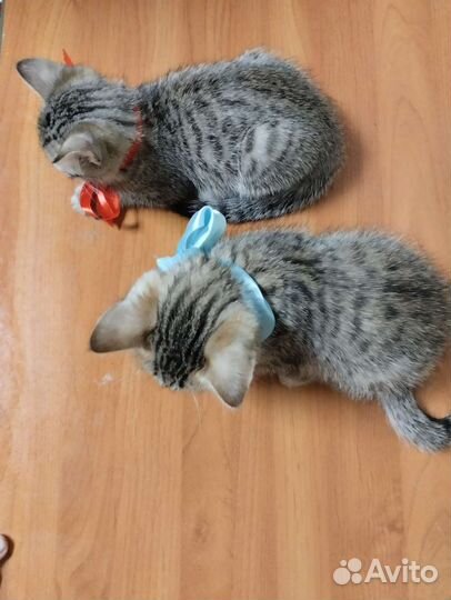 Котята бенгала