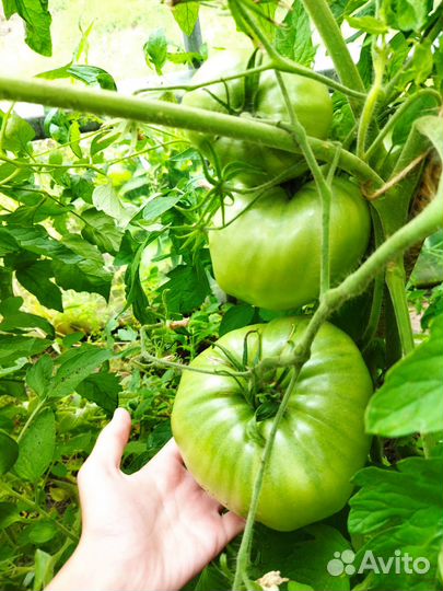 Помидоры Бычье сердце, перец сладкий