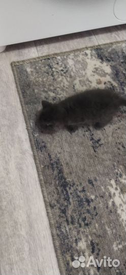 Котенок в добрые руки