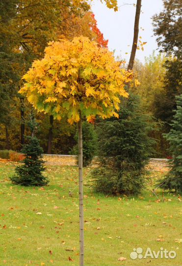 Клен Глобозум