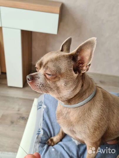 Усы чихуа хуа