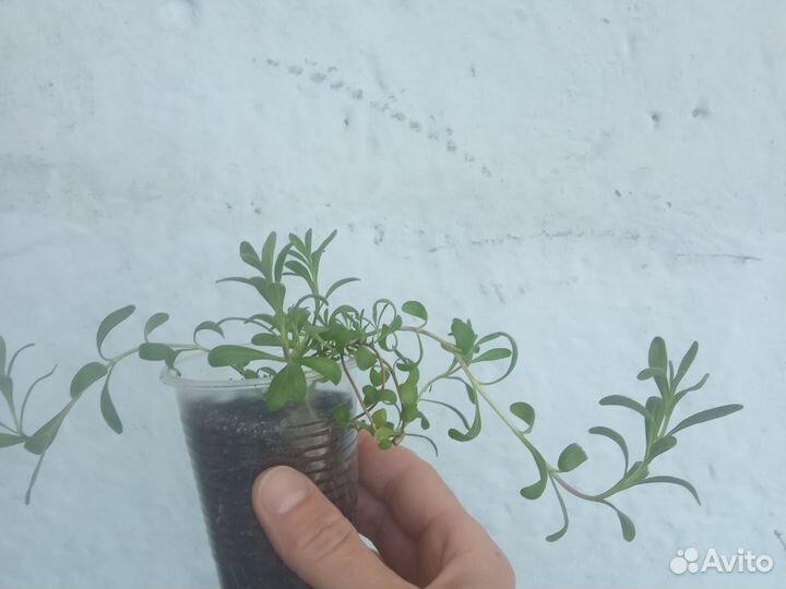 Рассада лаванды