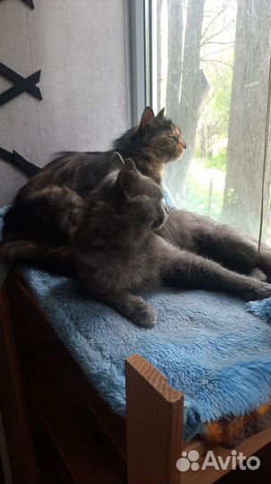 Мама-кошка с сыном ищут дом