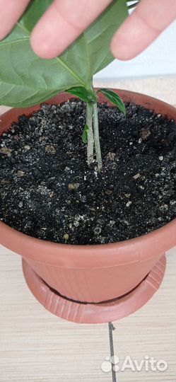 Гибискус китайская роза 2 шт красный