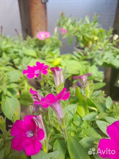 Рассада однолетних цветов и многолетних